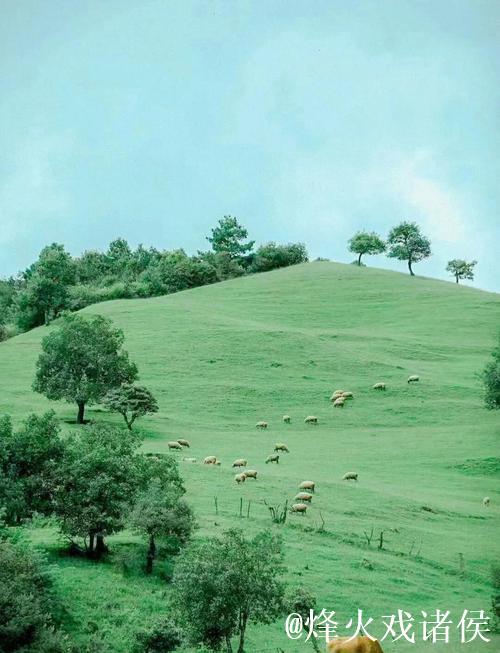 揭秘青青草原豆瓣的独特魅力